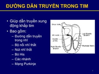6
ĐƢỜNG DẪN TRUYỀN TRONG TIM
• Giúp dẫn truyền xung
động khắp tim
• Bao gồm:
– Đường dẫn truyền
trong nhĩ
– Bộ nối nhĩ thất
– Nút nhĩ thất
– Bó His
– Các nhánh
– Mạng Purkinje
 