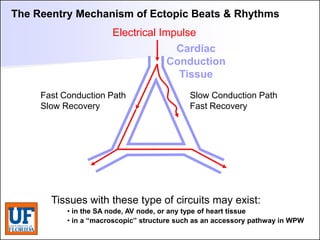 ECG [Compatibility Mode].pdf