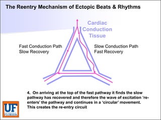 ECG [Compatibility Mode].pdf