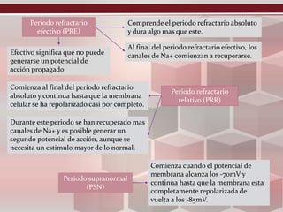Periodo refractario
efectivo (PRE)
Comprende el periodo refractario absoluto
y dura algo mas que este.
Al final del periodo refractario efectivo, los
canales de Na+ comienzan a recuperarse.Efectivo significa que no puede
generarse un potencial de
acción propagado
Periodo refractario
relativo (PRR)
Comienza al final del periodo refractario
absoluto y continua hasta que la membrana
celular se ha repolarizado casi por completo.
Durante este periodo se han recuperado mas
canales de Na+ y es posible generar un
segundo potencial de acción, aunque se
necesita un estimulo mayor de lo normal.
Periodo supranormal
(PSN)
Comienza cuando el potencial de
membrana alcanza los -70mV y
continua hasta que la membrana esta
completamente repolarizada de
vuelta a los -85mV.
 