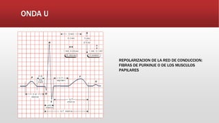 ONDA U
REPOLARIZACION DE LA RED DE CONDUCCION:
FIBRAS DE PURKINJE O DE LOS MUSCULOS
PAPILARES
 