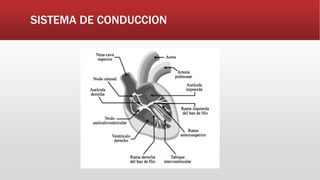 SISTEMA DE CONDUCCION
 