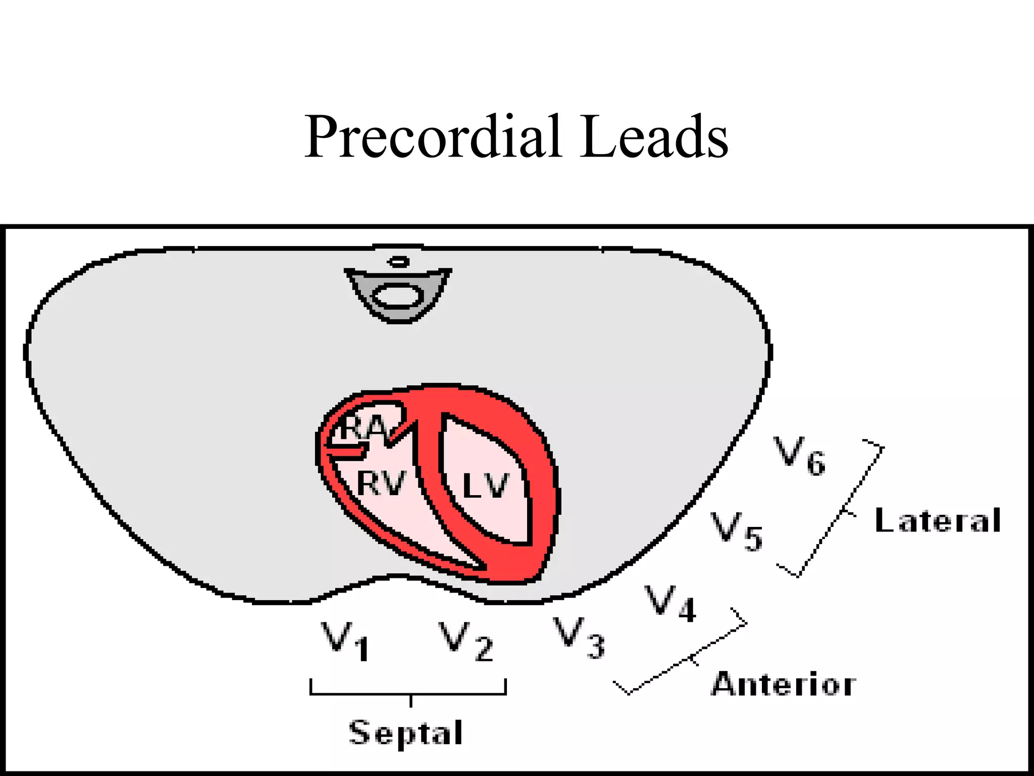 Precordial Leads
 
