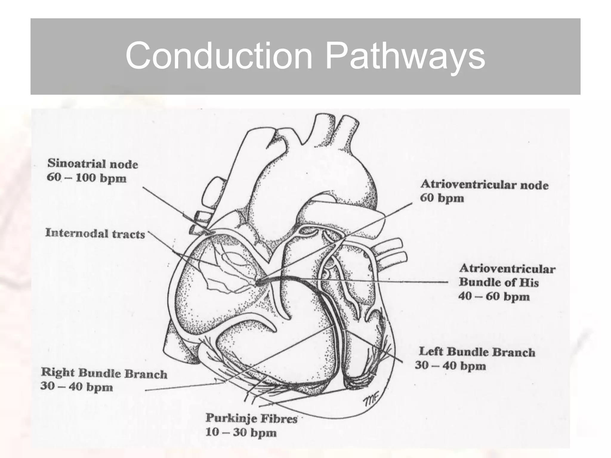 Conduction Pathways
 