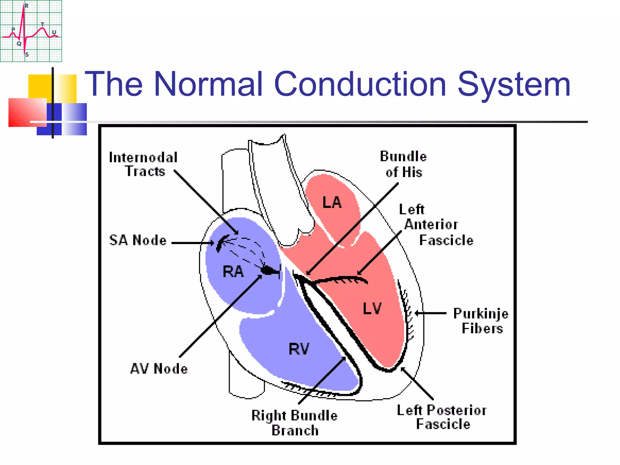 The Normal Conduction System
 