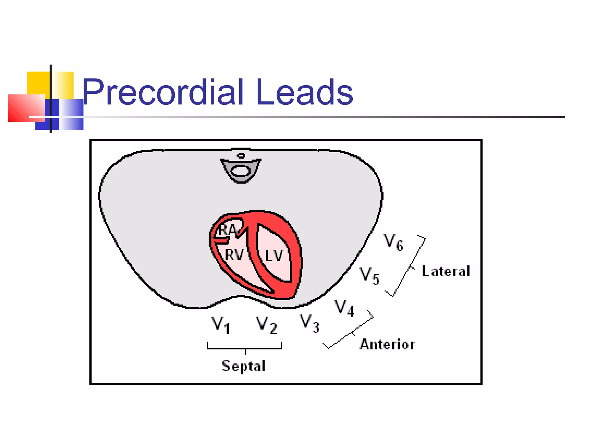 Precordial Leads
 