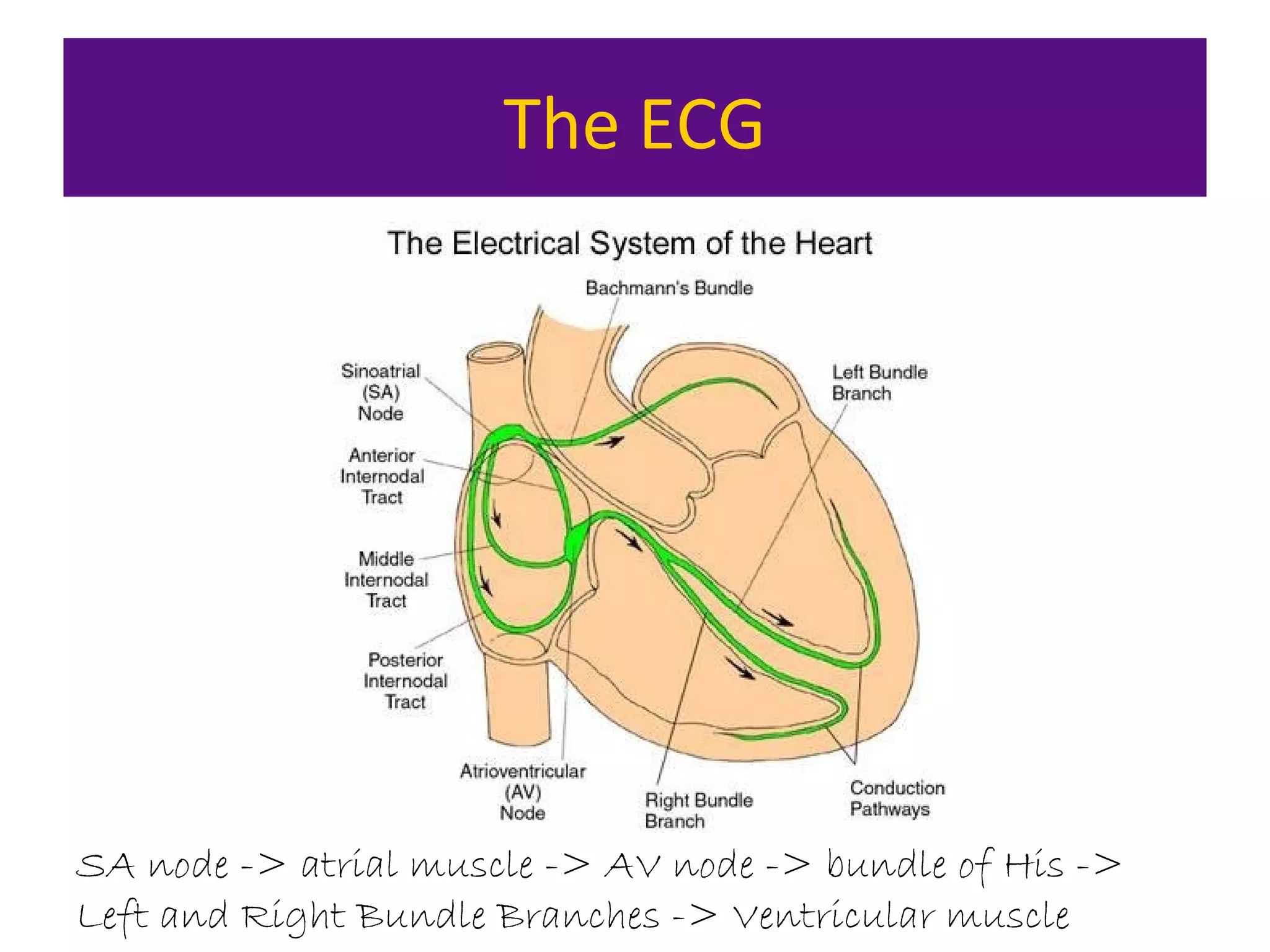 The ECG
SA node -> atrial muscle -> AV node -> bundle of His ->
Left and Right Bundle Branches -> Ventricular muscle
 