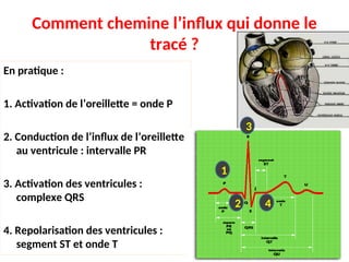 Comment chemine l’influx qui donne le
tracé ?
En pratique :
1. Activation de l’oreillette = onde P
2. Conduction de l’influx de l’oreillette
au ventricule : intervalle PR
3. Activation des ventricules :
complexe QRS
4. Repolarisation des ventricules :
segment ST et onde T
1
3
2 4
 