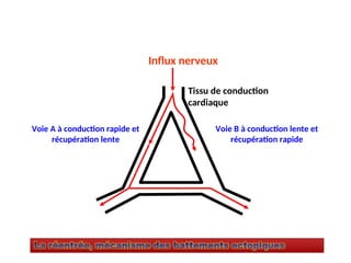 Voie A à conduction rapide et
récupération lente
Voie B à conduction lente et
récupération rapide
Influx nerveux
Tissu de conduction
cardiaque
 