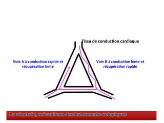 Voie A à conduction rapide et
récupération lente
Voie B à conduction lente et
récupération rapide
Tissu de conduction cardiaque
 