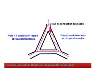 Voie A à conduction rapide
et récupération lente
Voie B à conduction lente
et récupération rapide
Tissus de conduction cardiaque
 