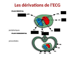 Les dérivations de l’ECG
peripheriques
precordiales
00
-300
+600
+900
+1200
-1500
 