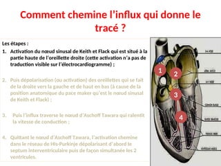 Comment chemine l’influx qui donne le
tracé ?
Les étapes :
1. Activation du nœud sinusal de Keith et Flack qui est situé à la
partie haute de l’oreillette droite (cette activation n’a pas de
traduction visible sur l’électrocardiogramme) ;
2. Puis dépolarisation (ou activation) des oreillettes qui se fait
de la droite vers la gauche et de haut en bas (à cause de la
position anatomique du pace maker qu’est le nœud sinusal
de Keith et Flack) ;
3. Puis l’influx traverse le nœud d’Aschoff Tawara qui ralentit
la vitesse de conduction ;
4. Quittant le nœud d’Aschoff Tawara, l’activation chemine
dans le réseau de HIs-Purkinje dépolarisant d’abord le
septum interventriculaire puis de façon simultanée les 2
ventricules.
1 2
3
4
 