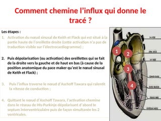 Comment chemine l’influx qui donne le
tracé ?
Les étapes :
1. Activation du nœud sinusal de Keith et Flack qui est situé à la
partie haute de l’oreillette droite (cette activation n’a pas de
traduction visible sur l’électrocardiogramme) ;
2. Puis dépolarisation (ou activation) des oreillettes qui se fait
de la droite vers la gauche et de haut en bas (à cause de la
position anatomique du pace maker qu’est le nœud sinusal
de Keith et Flack) ;
3. Puis l’influx traverse le nœud d’Aschoff Tawara qui ralentit
la vitesse de conduction ;
4. Quittant le nœud d’Aschoff Tawara, l’activation chemine
dans le réseau de HIs-Purkinje dépolarisant d’abord le
septum interventriculaire puis de façon simultanée les 2
ventricules.
1 2
3
4
 