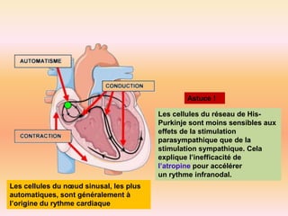 Astuce !
Les cellules du réseau de HisPurkinje sont moins sensibles aux
effets de la stimulation
parasympathique que de la
stimulation sympathique. Cela
explique l’inefficacité de
l’atropine pour accélérer
un rythme infranodal.
Les cellules du nœud sinusal, les plus
automatiques, sont généralement à
l’origine du rythme cardiaque

 