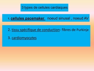 1. cellules

pacemaker noeud sinusal , noeud AV

2. tissu spécifique de conduction- fibres de Purkinje
3. cardiomyocytes

 
