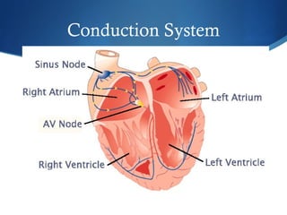 Conduction System
 
