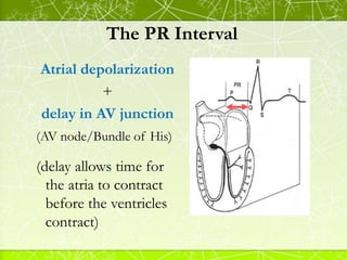 The PR Interval
Atrial depolarization
+
delay in AV junction
(AV node/Bundle of His)
(delay allows time for
the atria to c...