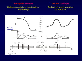PA rapide :sodique

PA lent :calcique

Cellules auriculaires, ventriculaires,
His-Purkinje

Cellules du nœud sinusal et
du nœud AV

1
0
Potentiel
de repos

2
3
4

 