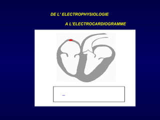 DE L’ ELECTROPHYSIOLOGIE

      A L’ELECTROCARDIOGRAMME
 