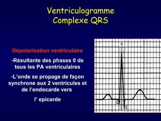 Ventriculogramme
               Complexe QRS


 Dépolarisation ventriculaire
 -Résultante des phases 0 de
  tous les PA ventriculaires
 -L’onde se propage de façon
synchrone aux 2 ventricules et
     de l’endocarde vers
         l’ epicarde
 