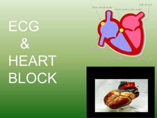 ECG
&
HEART
BLOCK

 