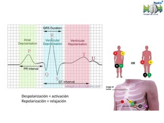 Despolarización = activación
Repolarización = relajación
 