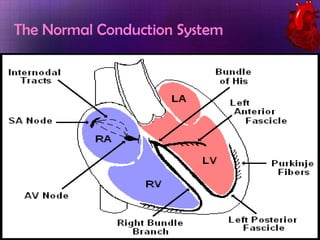 The Normal Conduction System

 