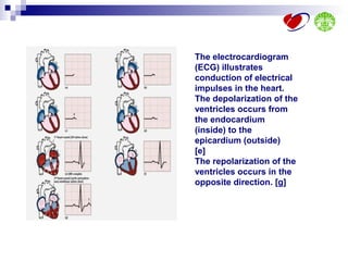 Repolarization Direction Ecg interpretation | PPT