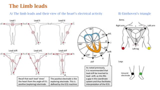The Limb leads
A) The limb leads and their view of the heart’s electrical activity B) Einthoven’s triangle
 