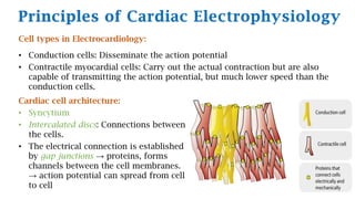 Principles of Cardiac Electrophysiology
Cell types in Electrocardiology:
• Conduction cells: Disseminate the action potential
• Contractile myocardial cells: Carry out the actual contraction but are also
capable of transmitting the action potential, but much lower speed than the
conduction cells.
Cardiac cell architecture:
• Syncytium
• Intercalated discs: Connections between
the cells.
• The electrical connection is established
by gap junctions → proteins, forms
channels between the cell membranes.
→ action potential can spread from cell
to cell
 