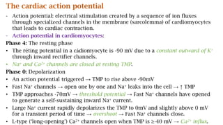 The cardiac action potential
- Action potential: electrical stimulation created by a sequence of ion fluxes
through specialized channels in the membrane (sarcolemma) of cardiomyocytes
that leads to cardiac contraction.
- Action potential in cardiomyocytes:
Phase 4: The resting phase
• The réting potential in a cảdiomyocyte is -90 mV due to a constant outward of K+
through inward rectifier channels.
• Na+ and Ca2+ channels are closed at resting TMP.
Phase 0: Depolarization
• An action potential triggered → TMP to rise above -90mV
• Fast Na+ channels → open one by one and Na+ leaks into the cell → ↑ TMP
• TMP approaches -70mV → threshold potential → Fast Na+ channels have opened
to generate a self-sustaining inward Na+ current.
• Large Na+ current rapidly depolarizes the TMP to 0mV and slightly above 0 mV
for a transient period of time → overshoot → Fast Na+ channels close.
• L-type (‘long-opening’) Ca2+ channels open when TMP is ≥-40 mV → Ca2+ influx.
 