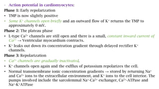 - Action potential in cardiomyocytes:
Phase 1: Early repolarization
• TMP is now slightly positive
• Some K+ channels open briefly and an outward flow of K+ returns the TMP to
approximately 0 mV.
Phase 2: The plateau phase
• L-type Ca2+ channels are still open and there is a small, constant inward current of
Ca2+ → Ventricular myocardium contracts.
• K+ leaks out down its concentration gradient through delayed rectifier K+
channels.
Phase 3: Repolarization
• Ca2+ channels are gradually inactivated.
• K+ channels open again and the exfflux of potassium repolarizes the cell.
• Normal transmembrane ionic concentration gradients → stored by returning Na+
and Ca2+ ions to the extracellular environment, and K+ ions to the cell interior. The
pumps involved include the sarcolemmal Na+-Ca2+ exchanger, Ca2+-ATPase and
Na+-K+ATPase
 