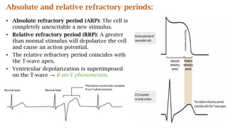 • Absolute refractory period (ARP): The cell is
completely unexcitable a new stimulus.
• Relative refractory period (RRP): A greater
than normal stimulus will depolarize the cell
and cause an action potential.
• The relative refractory period coincides with
the T-wave apex.
• Ventricular depolarization is superimposed
on the T-wave → R-on-T phenomenon.
Absolute and relative refractory periods:
 