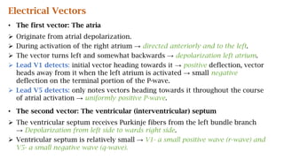 Electrical Vectors
• The first vector: The atria
 Originate from atrial depolarization.
 During activation of the right atrium → directed anteriorly and to the left.
 The vector turns left and somewhat backwards → depolarization left atrium.
 Lead V1 detects: initial vector heading towards it → positive deflection, vector
heads away from it when the left atrium is activated → small negative
deflection on the terminal portion of the P-wave.
 Lead V5 detects: only notes vectors heading towards it throughout the course
of atrial activation → uniformly positive P-wave.
• The second vector: The ventricular (interventricular) septum
 The ventricular septum receives Purkinje fibers from the left bundle branch
→ Depolarization from left side to wards right side.
 Ventricular septum is relatively small → V1- a small positive wave (r-wave) and
V5- a small negative wave (q-wave).
 