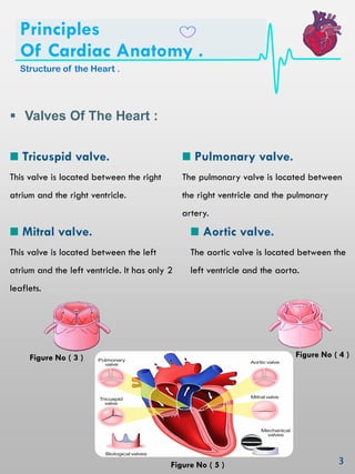  Valves Of The Heart :
Aortic valve.
The aortic valve is located between the
left ventricle and the aorta.
Mitral valve.
This valve is located between the left
atrium and the left ventricle. It has only 2
leaflets.
Pulmonary valve.
The pulmonary valve is located between
the right ventricle and the pulmonary
artery.
Tricuspid valve.
This valve is located between the right
atrium and the right ventricle.
Principles
Of Cardiac Anatomy .
Structure of the Heart .
Figure No ( 3 ) Figure No ( 4 )
Figure No ( 5 )
 