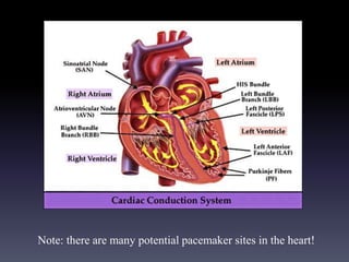 Note: there are many potential pacemaker sites in the heart!
 