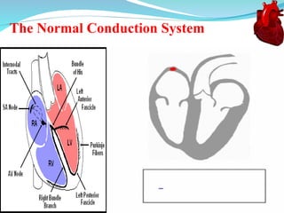 Electrocardiography (ECG)interpretation .ppt