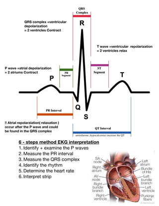 6 - steps method EKG interpretation
1. Identify + examine the P waves
2. Measure the PR interval
3. Measure the QRS complex
4. Identify the rhythm
5. Determine the heart rate
6. Interpret strip
P wave =atrial depolarization
= 2 atriums Contract
QRS complex =ventricular
depolarization
= 2 ventricles Contract
T wave =ventricular repolarization
= 2 ventricles relax
!! Atrial repolarziation( relaxation )
occur after the P wave and could
be found in the QRS complex
amiodarone, hypocalcemia) increase the QT
 
