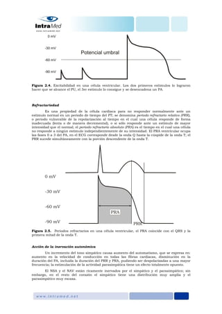 Figura 2.4. Excitabilidad en una célula ventricular. Los dos primeros estímulos lo lograron
hacer que se alcance el PU, el 3er estímulo lo consigue y se desencadena un PA.
Refractariedad
Es una propiedad de la célula cardiaca para no responder normalmente ante un
estímulo normal en un periodo de tiempo del PT; se denomina periodo refractario relativo (PRR),
o periodo vulnerable de la repolarización al tiempo en el cual una célula responde de forma
inadecuada (lenta o de manera decremental), o si sólo responde ante un estímulo de mayor
intensidad que el normal; el periodo refractario absoluto (PRA) es el tiempo en el cual una célula
no responde a ningún estímulo independientemente de su intensidad. El PRA ventricular ocupa
las fases 0 a 3 del PA, en el ECG corresponde desde la onda Q hasta la cúspide de la onda T; el
PRR sucede simultáneamente con la porción descendente de la onda T.
Figura 2.5. Periodos refractarios en una célula ventricular, el PRA coincide con el QRS y la
primera mitad de la onda T.
Acción de la inervación autonómica
Un incremento del tono simpático causa aumento del automatismo, que se expresa en:
aumento en la velocidad de conducción en todas las fibras cardiacas, disminución en la
duración del PA, incluida la duración del PRR y PRA, pudiendo ser despolarizadas a una mayor
frecuencia; la estimulación de la actividad parasimpática tiene un efecto totalmente opuesto.
El NSA y el NAV están ricamente inervados por el simpático y el parasimpático; sin
embargo, en el resto del corazón el simpático tiene una distribución muy amplia y el
parasimpático muy escasa.
 