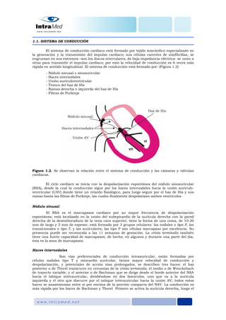 1.1. SISTEMA DE CONDUCCIÓN
El sistema de conducción cardiaco está formado por tejido miocárdico especializado en
la generación y la transmisión del impulso cardiaco; sus células carentes de miofibrillas, se
engruesan en sus extremos –son los discos intercalares, de baja impedancia eléctrica- se unen a
otras para transmitir el impulso cardiaco; por esto la velocidad de conducción es 6 veces más
rápida en sentido longitudinal. El sistema de conducción está formado por: (Figura 1.2)
- Nódulo sinusal o sinoauricular
- Haces internodales
- Unión aurículoventricular
- Tronco del haz de His
- Ramas derecha e izquierda del haz de His
- Fibras de Purkinje
Figura 1.2. Se observan la relación entre el sistema de conducción y las cámaras y válvulas
cardiacas.
El ciclo cardiaco se inicia con la despolarización espontánea del nódulo sinoauricular
(NSA), desde la cual la conducción sigue por los haces internodales hacia la unión aurículo-
ventricular (UAV) donde tiene un retardo fisiológico, para luego seguir por el haz de His y sus
ramas hasta las fibras de Purkinje, las cuales finalmente despolarizan ambos ventrículos.
Nódulo sinusal
El NSA es el marcapasos cardiaco por su mayor frecuencia de despolarización
espontánea; está localizado en la unión del subepicardio de la aurícula derecha con la pared
derecha de la desembocadura de la vena cava superior; tiene la forma de una coma, de 10-20
mm de largo y 5 mm de espesor; está formada por 3 grupos celulares: las nodales o tipo P, las
transicionales o tipo T, y las auriculares; las tipo P son células marcapaso por excelencia. Su
presencia puede ser reconocida a las 11 semanas de gestación. La crista terminalis también
tiene una fuerte capacidad de marcapasos, de hecho, en algunos y durante una parte del día,
ésta es la zona de marcapasos.
Haces internodales
Son vías preferenciales de conducción intraauricular, están formadas por
células nodales tipo T y miocardio auricular, tienen mayor velocidad de conducción y
despolarización, y potenciales de acción mas prolongados, se describen tres haces: el haz
posterior o de Thorel transcurre en cercanías de la crista terminalis, el medio o de Wenckebach
de trayecto variable, y el anterior o de Bachman que se dirige desde el borde anterior del NSA
hacia el tabique interauricular, dividiéndose en dos fascículos, uno que va a la aurícula
izquierda y el otro que discurre por el tabique interauricular hacia la unión AV; todos estos
haces se anastomosan entre sí por encima de la porción compacta del NAV. La conducción es
más rápida por los haces de Bachman y Thorel Primero se activa la aurícula derecha, luego el
 