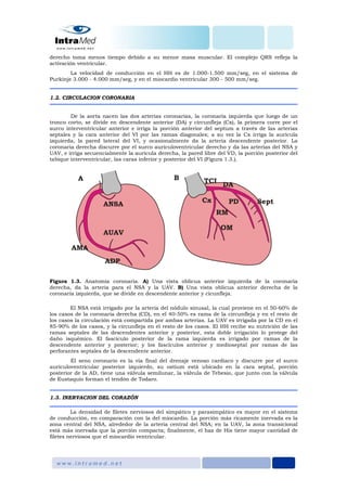 derecho toma menos tiempo debido a su menor masa muscular. El complejo QRS refleja la
activación ventricular.
La velocidad de conducción en el HH es de 1.000-1.500 mm/seg, en el sistema de
Purkinje 3.000 - 4.000 mm/seg, y en el miocardio ventricular 300 - 500 mm/seg.
1.2. CIRCULACION CORONARIA
De la aorta nacen las dos arterias coronarias, la coronaria izquierda que luego de un
tronco corto, se divide en descendente anterior (DA) y circunfleja (Cx), la primera corre por el
surco interventricular anterior e irriga la porción anterior del septum a través de las arterias
septales y la cara anterior del VI por las ramas diagonales; a su vez la Cx irriga la aurícula
izquierda, la pared lateral del VI, y ocasionalmente da la arteria descendente posterior. La
coronaria derecha discurre por el surco auriculoventricular derecho y da las arterias del NSA y
UAV, e irriga secuencialmente la aurícula derecha, la pared libre del VD, la porción posterior del
tabique interventricular, las caras inferior y posterior del VI (Figura 1.3.).
Figura 1.3. Anatomía coronaria. A) Una vista oblicua anterior izquierda de la coronaria
derecha, da la arteria para el NSA y la UAV. B) Una vista oblicua anterior derecha de la
coronaria izquierda, que se divide en descendente anterior y cicunfleja.
El NSA está irrigado por la arteria del nódulo sinusal, la cual proviene en el 50-60% de
los casos de la coronaria derecha (CD), en el 40-50% es rama de la circunfleja y en el resto de
los casos la circulación está compartida por ambas arterias. La UAV es irrigada por la CD en el
85-90% de los casos, y la circunfleja en el resto de los casos. El HH recibe su nutrición de las
ramas septales de las descendentes anterior y posterior, esta doble irrigación lo protege del
daño isquémico. El fascículo posterior de la rama izquierda es irrigado por ramas de la
descendente anterior y posterior; y los fascículos anterior y medioseptal por ramas de las
perforantes septales de la descendente anterior.
El seno coronario es la vía final del drenaje venoso cardiaco y discurre por el surco
aurículoventricular posterior izquierdo, su ostium está ubicado en la cara septal, porción
posterior de la AD, tiene una válvula semilunar, la válvula de Tebesio, que junto con la válvula
de Eustaquio forman el tendón de Todaro.
1.3. INERVACION DEL CORAZÓN
La densidad de filetes nerviosos del simpático y parasimpático es mayor en el sistema
de conducción, en comparación con la del miocardio. La porción más ricamente inervada es la
zona central del NSA, alrededor de la arteria central del NSA; en la UAV, la zona transicional
está más inervada que la porción compacta; finalmente, el haz de His tiene mayor cantidad de
filetes nerviosos que el miocardio ventricular.
 