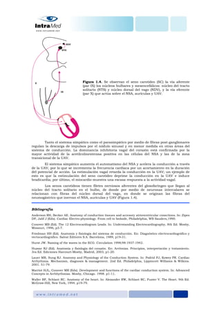Figura 1.4. Se observan el seno carotídeo (SC) la vía aferente
(par IX) los núcleos bulbares y mesencefálicos: núcleo del tracto
solitario (NTS) y núcleo dorsal del vago (NDV), y la vía eferente
(par X) que actúa sobre el NSA, aurículas y UAV.
Tanto el sistema simpático como el parasimpático por medio de fibras post-ganglionares
regulan la descarga de impulsos por el nódulo sinusal y en menor medida en otras áreas del
sistema de conducción. La dominancia inhibitoria vagal del corazón está confirmada por la
mayor actividad de la acetilcolinesterasa positiva en las células del NSA y las de la zona
transicional de la UAV.
El sistema simpático aumenta el automatismo del NSA y acelera la conducción a través
de la UAV, por lo que se incrementa la frecuencia cardiaca por un acortamiento en la duración
del potencial de acción. La estimulación vagal retarda la conducción en la UAV; un ejemplo de
esto es que la estimulación del seno carotídeo deprime la conducción en la UAV e induce
bradicardia; por último, el miocardio muestra una escasa respuesta a la actividad vagal.
Los senos carotídeos tienen filetes nerviosos aferentes del glosofaríngeo que llegan al
núcleo del tracto solitario en el bulbo, de donde por medio de neuronas intercalares se
relacionan con fibras del núcleo dorsal del vago, en donde se originan las fibras del
neumogástrico que inervan el NSA, aurículas y UAV (Figura 1.4).
Bibliografía
Anderson RH, Becker AE. Anatomy of conduction tissues and accesory atrioventricular conections. In: Zipes
DP, Jalif J (Eds). Cardiac Electro-physiology. From cell to bedside, Philadelphia, WB Sauders,1990.
Conover MB (Ed). The 12 Electrocardiogram Leads. In: Understanding Electrocardiography, 8th Ed. Mosby,
Missouri, 1996, p3-7.
Friedman HH (Ed). Anatomía y fisiología del sistema de conducción. En: Diagnóstico electrocardiográfico y
vectocardiográfico. Salvat Editores S.A. Barcelona, 1989, p19-31.
Hurst JW. Naming of the waves in the ECG. Circulation 1998;98:1937-1942.
Huzsar RJ (Ed). Anatomía y fisiología del corazón. En: Arritmias. Principios, interpretación y tratamiento.
3ra Ed. Ediciones Harcourt-Mosby, Madrid, 2003, p1-20.
Lauer MR, Sung RJ. Anatomy and Physiology of the Conduction System. In: Podrid PJ, Kowey PR. Cardiac
Arrhythmia. Mechanism, diagnosis & management. 2nd Ed. Philadelphia, Lippincott Williams & Wilkins.
2001. 51-79.
Marriot HJL, Conover MR (Eds). Development and functions of the cardiac conduction system. In: Advanced
Concepts in Arrhhythmias. Mosby, Chicago. 1998. p1-11.
Waller BF, Schlant RC. Anatomy of the heart. In: Alexander RW, Schlant RC, Fuster V. The Heart. 9th Ed.
McGraw-Hill, New York, 1994. p19-79.
 