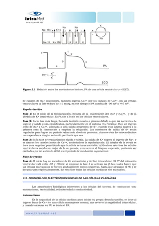 Figura 2.1. Relación entre los movimientos iónicos, PA de una célula ventricular y el ECG.
de canales de Na+ disponibles, también ingresa Ca++ por los canales de Ca++, En las células
ventriculares la fase 0 dura de 1-3 mseg, en ese tiempo el PA cambia de -90 mV a +40 mV.
Repolarización
Fase 1: Es el inicio de la repolarización. Resulta de la inactivación del INa+ y ICa++, y de la
pérdida de K+ intracelular. El PA cae a 0 mV en las células ventriculares.
Fase 2: Es la fase más larga, llamada también meseta o plateau debido a que las corrientes de
ingreso y salida están equilibradas, particularmente en el sistema His-Purkinje. Hay un ingreso
lento de Na+ y Ca++, asociada a una salida progresiva de K+, cuando esta última supera a la
primera cesa la contracción y empieza la relajación. Las corrientes de salida de K+ están
reguladas para lograr un periodo refractario absoluto protector, durante ésta los miocardiocitos
no responden a ningún estímulo por fuerte que sea.
Fase 3: Es la fase de repolarización rápida y tardía. La salida de K+ supera al ingreso de Na+, y
se cierran los canales lentos de Ca++, acelerándose la repolarización. El interior de la célula se
hace más negativo, permitiendo que la célula se torne excitable. Al finalizar esta fase las células
ventriculares conducen mejor de lo se preveía, o no ocurre el bloqueo esperado, pudiendo ser
excitadas por un estimulo débil, es el periodo de conducción supernormal.
Fase de reposo
Fase 4: Al inicio hay un excedente de K+ extracelular y de Na+ intracelular. El PT del miocardio
ventricular está entre -85 y -90mV; al empezar la fase 4 se activan las If, las cuales hacen que
las células marcapasos se tornen gradualmente menos negativas, hasta que alcanzan el PU y se
despolarizan espontáneamente. En esta fase todas las células cardiacas son excitables.
2.2. PROPIEDADES ELECTROFISIOLOGICAS DE LAS CÉLULAS CARDIACAS
Las propiedades fisiológicas inherentes a las células del sistema de conducción son:
automatismo, excitabilidad, refractariedad y conductividad.
Automatismo
Es la capacidad de la célula cardiaca para iniciar su propia despolarización, se debe al
ingreso lento de Ca+ (en una célula marcapasos norma), que revierte la negatividad intracelular,
y cuando alcanzar su PU se inicia el PA.
 