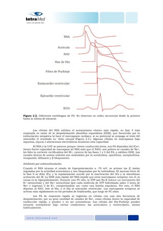 Figura 2.2. Diferentes morfologías de PA. So observan en orden secuencial desde la primera
hasta la última de iniciarse.
Las células del NSA exhiben el automatismo rítmico más rápido, su fase 4 más
empinada es razón de la despolarización diastólica espontánea (DDE), que favorecida por la
estimulación simpática la hace el marcapasos cardiaco, si su potencial se propaga al resto del
miocardio el resultado es: ritmo sinusal (Figura 2.3.). Algunas células no marcapasos bajo
isquemia, injuria o alteraciones electrolíticas muestran esta capacidad.
El NSA y la UAV se parecen porque: tienen conducción lenta, sus PA dependen del ICa+,
tienen fuerte capacidad de marcapaso (el NSA más que el NAV), son pobres en canales de Na+,
les falta la corriente rectificadora del IK+, carecen de las fases 1 y 2 del PA, y exhiben DDE. Los
canales iónicos de ambos nódulos son modulados por la acetilcolina, epinefrina, norepinefrina,
verapamilo, diltiazem y β-bloqueantes.
Inhibición por sobreestimulación
Cuando el NSA alcanza el estado de hiperpolarización a -70 mV, se activan las If, (están
reguladas por la actividad autonómica y son bloqueadas por la ivabradina). El ascenso lento de
la fase 0 se debe ICa, y la repolarización sucede por la inactivación del ICa y la simultánea
activación del IK. La DDE más rápida del NSA impide que otros marcapasos compitan con él, la
causa es la hiperpolarización. Durante una FC alta, la ATP-asa Na-K induce un incremento del
K+ extracelular y del Na+ intracelular (por cada molécula de ATP hidrolizada salen 3 iones de
Na+ e ingresan 2 de K+, comportándose así, como una bomba expulsora. Por esto, el NSA
deprime al NAV, éste al His, y el His al miocardio ventricular. Los marcapasos ectópicos se
activan más rápidamente en los periodos de bradicardia, que luego de FC altas.
Los PA de respuesta rápida se registran en células con una alta frecuencia de
despolarización, por su gran cantidad de canales de Na+, estas células tienen la capacidad de
conducción rápida, y pueden o no ser automáticas. Las células del His-Purkinje pueden
tornarse automáticas bajo ciertas condiciones; las auriculares y ventriculares, menos
habitualmente.
 