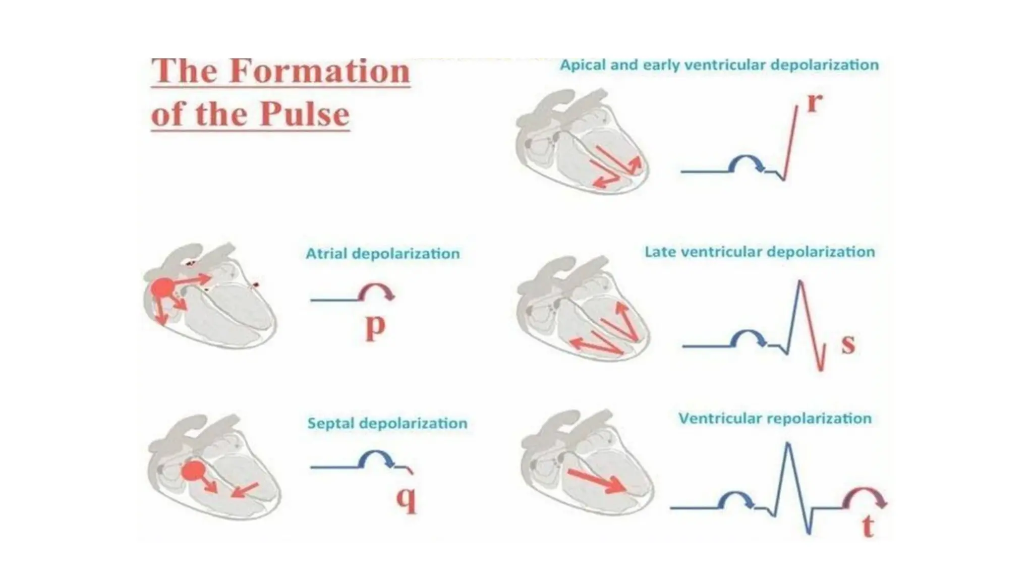 Basics of ECG Interpretation and identifying the abnormal ECG | PPTX
