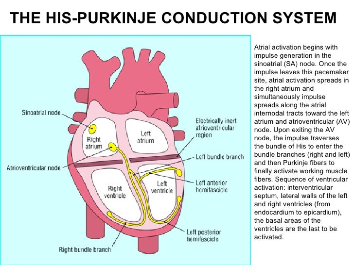 Ecg lecture