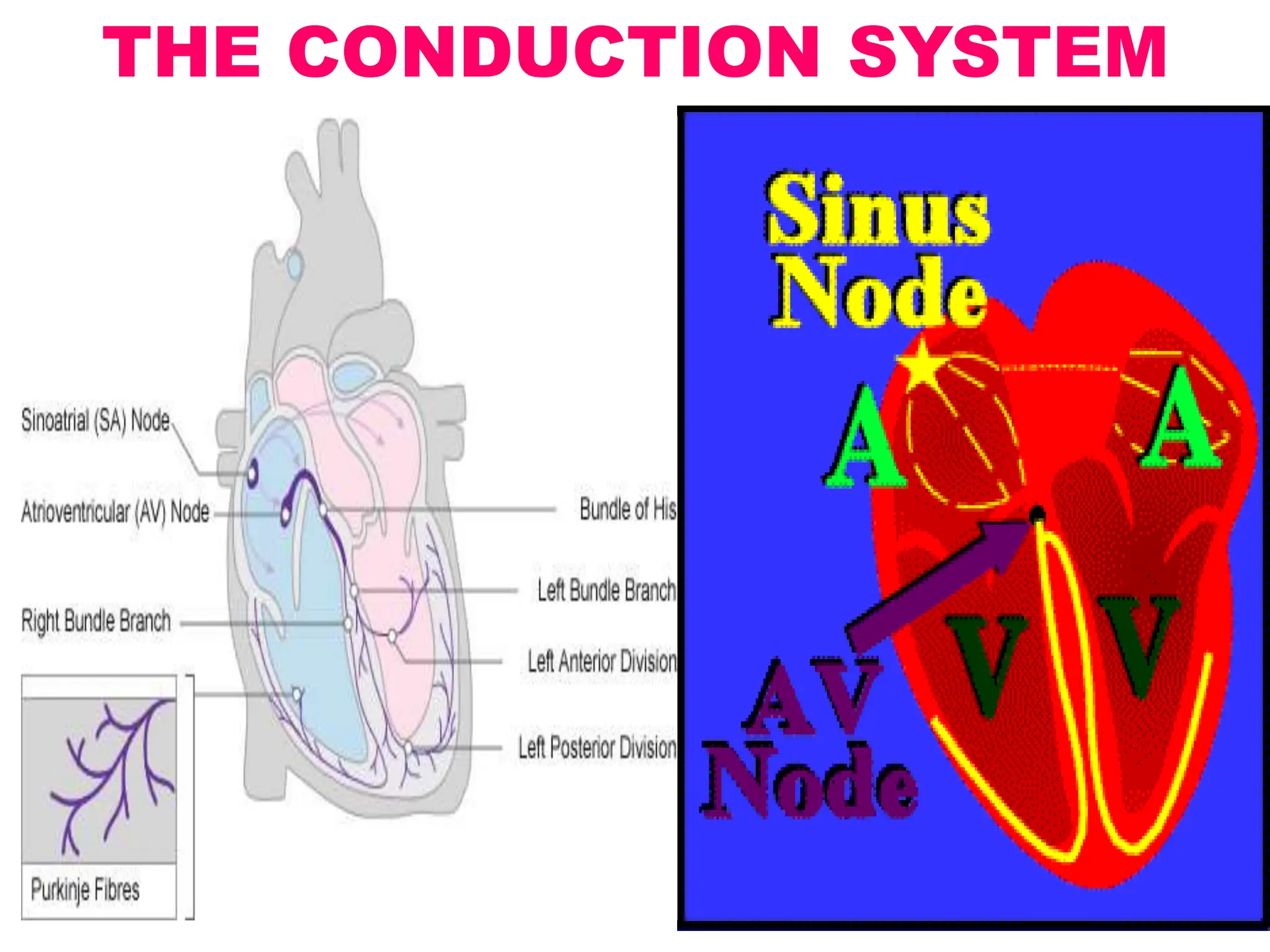 THE CONDUCTION SYSTEM
 