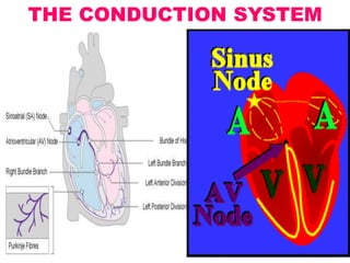 THE CONDUCTION SYSTEM
 