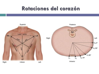 Rotaciones del corazón 
 